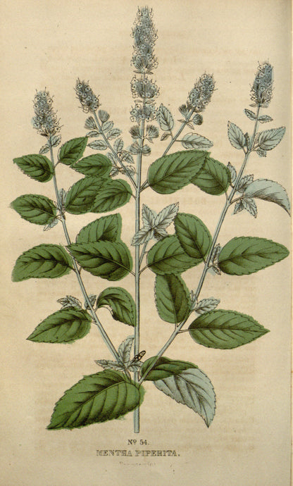 Peppermint: a history of healing