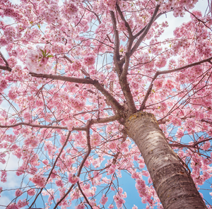 Bloom Program
